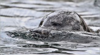 <p>TULEŇ OBECNÝ (Phoca vitulina) ZOO Ústí nad Labem</p>